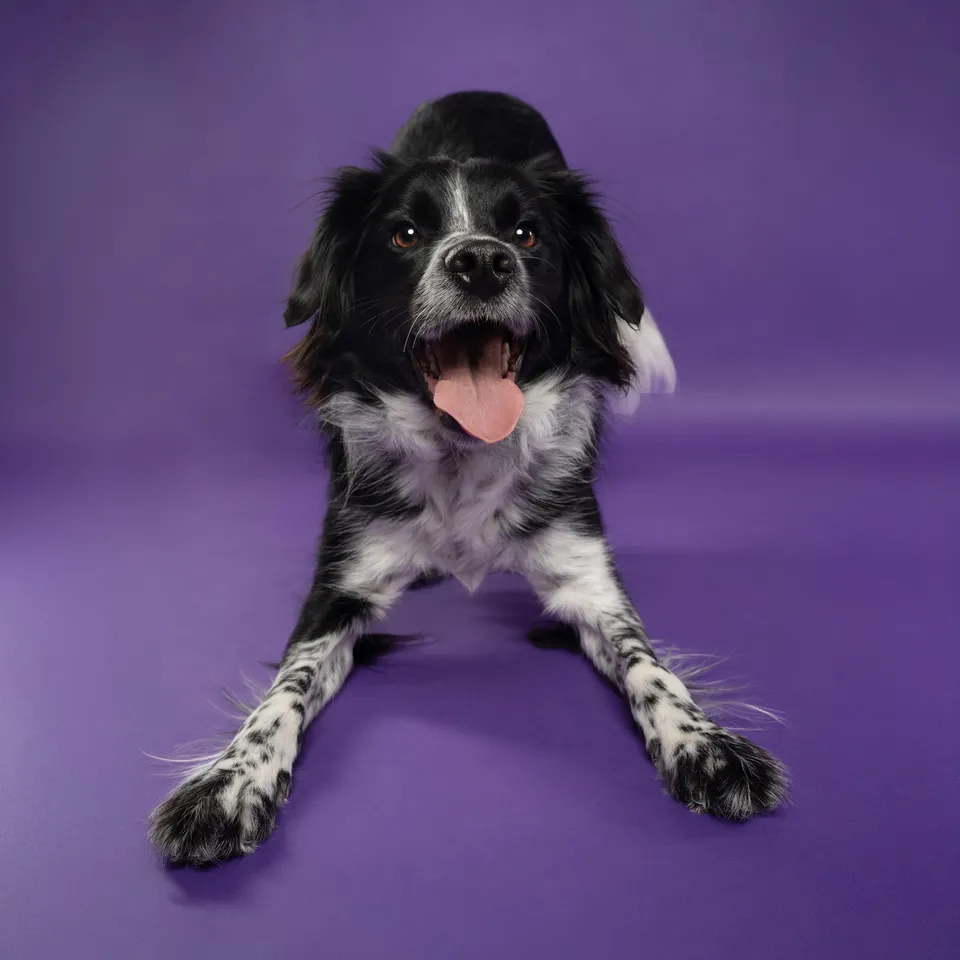 Portrait canin Face de Pitou — séance studio