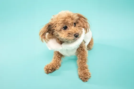 Chien photographié au studio Face de Pitou
