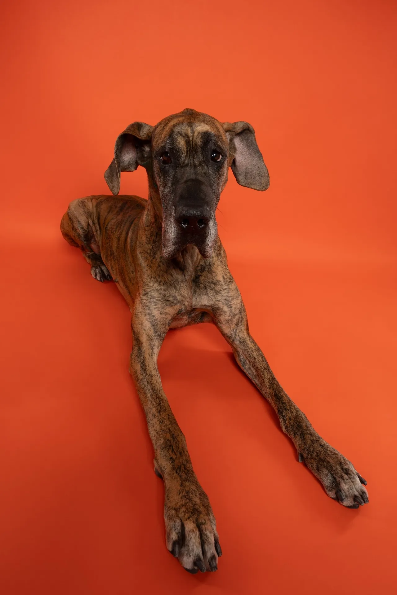 Forfait Révélation — chien photographié au studio Face de Pitou