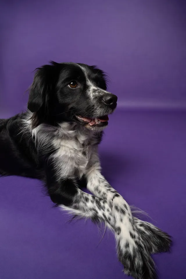 Chien photographié au studio Face de Pitou