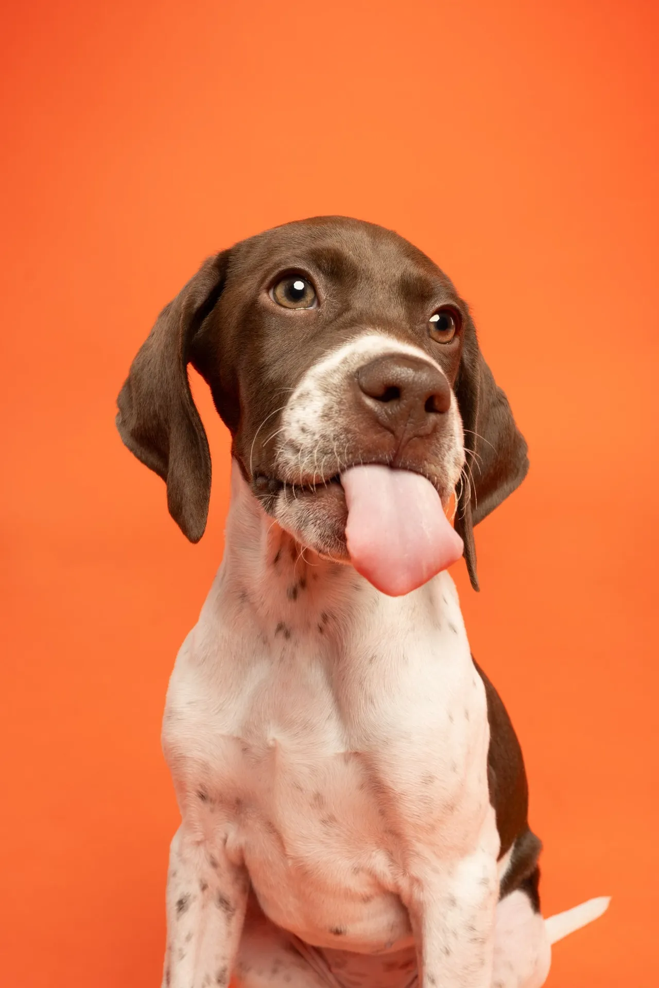 Forfait Carrière — chien photographié au studio Face de Pitou