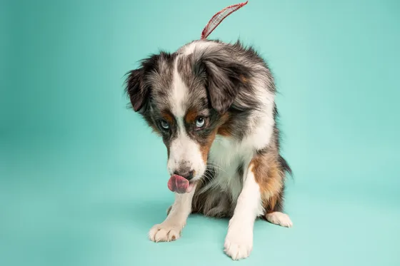 Chien photographié au studio Face de Pitou