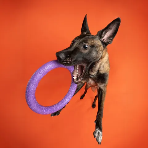 Portrait canin Face de Pitou — séance studio