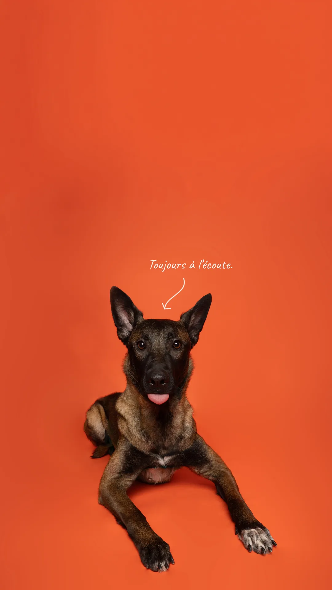 Vibe, malinois photographié au studio Face de Pitou à Québec