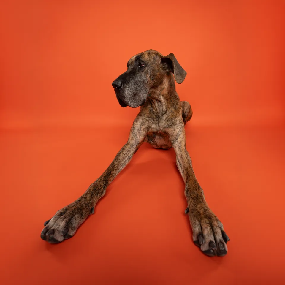 Chien vedette